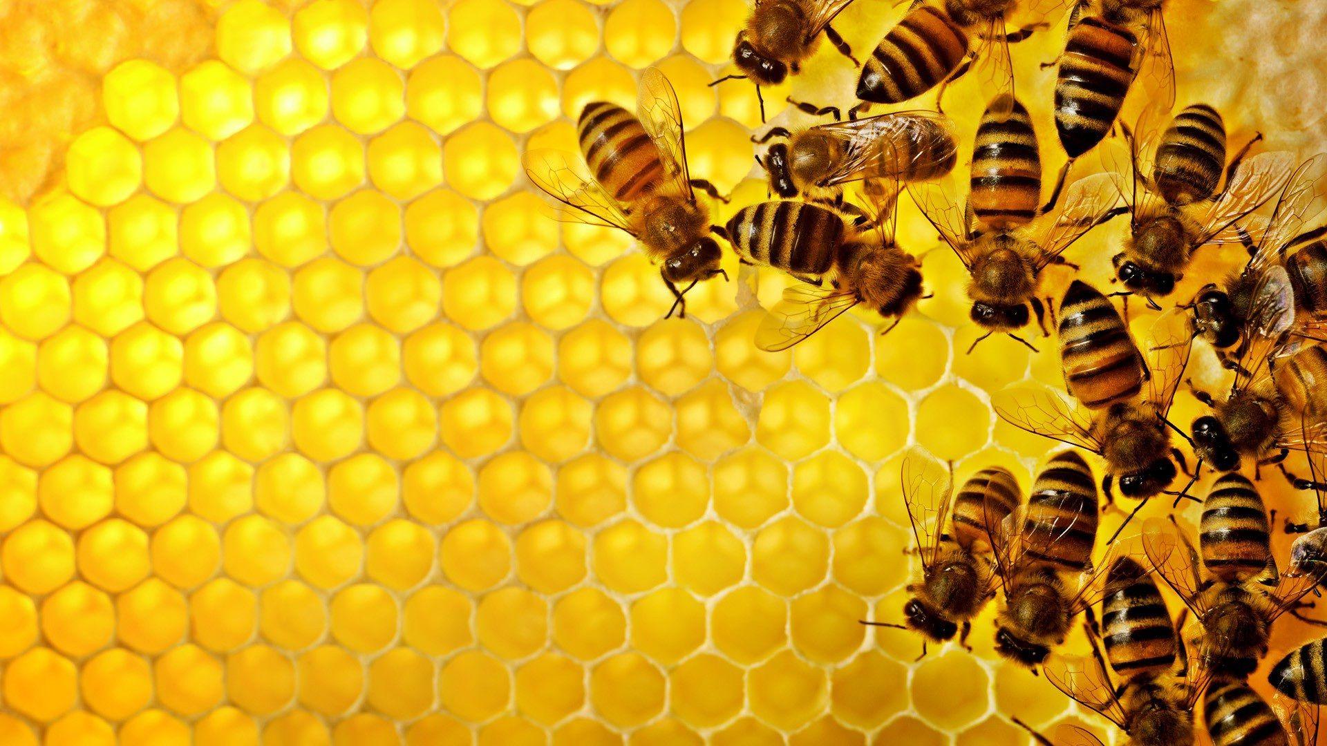100% Natural honey - ISLAMORADA HONEY COMPANY
